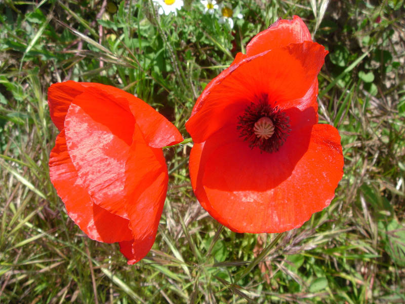 Papaver rhoeas photo